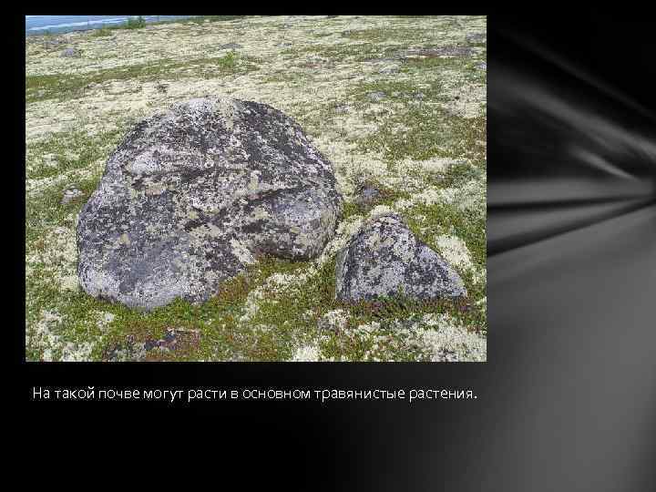 На такой почве могут расти в основном травянистые растения. 