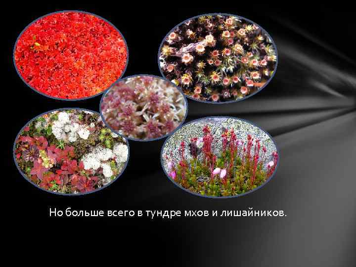 Но больше всего в тундре мхов и лишайников. 