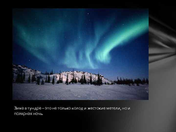 Зима в тундре – это не только холод и жестокие метели, но и полярная