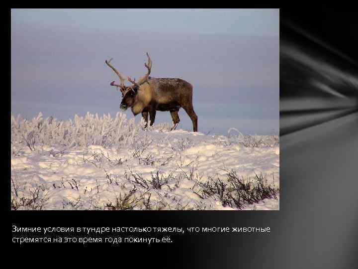 Зимние условия в тундре настолько тяжелы, что многие животные стремятся на это время года