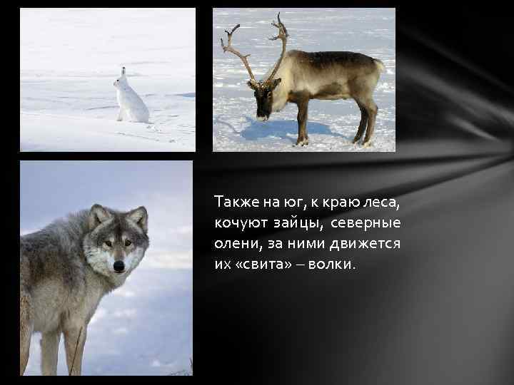Также на юг, к краю леса, кочуют зайцы, северные олени, за ними движется их