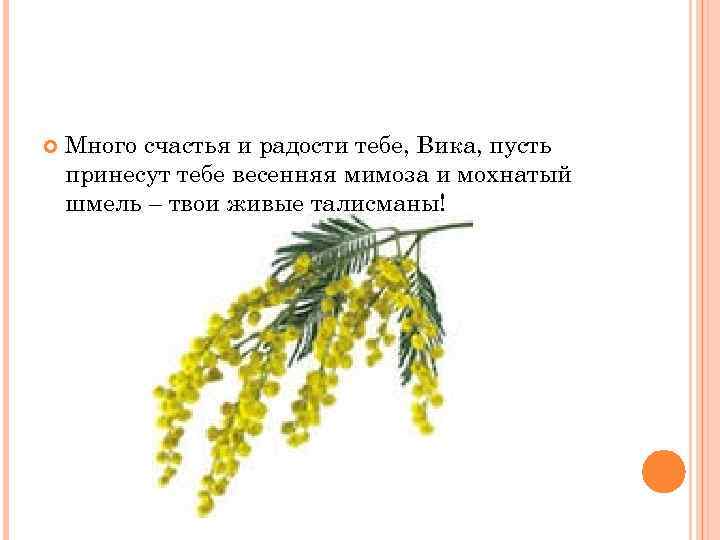  Много счастья и радости тебе, Вика, пусть принесут тебе весенняя мимоза и мохнатый