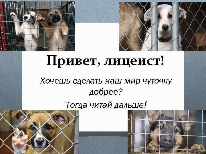  Привет, лицеист! Хочешь сделать наш мир чуточку добрее? Тогда читай дальше! 