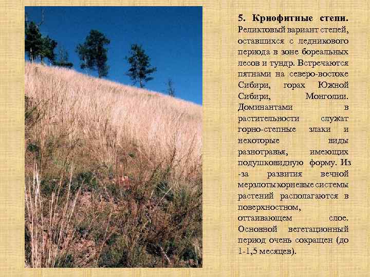 5. Криофитные степи. Реликтовый вариант степей, оставшихся с ледникового периода в зоне бореальных лесов