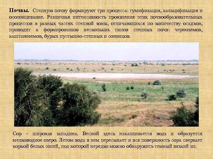 Почвы. Степную почву формируют три процесса: гумификация, кальцификация и осолонцевание. Различная интенсивность проявления этих