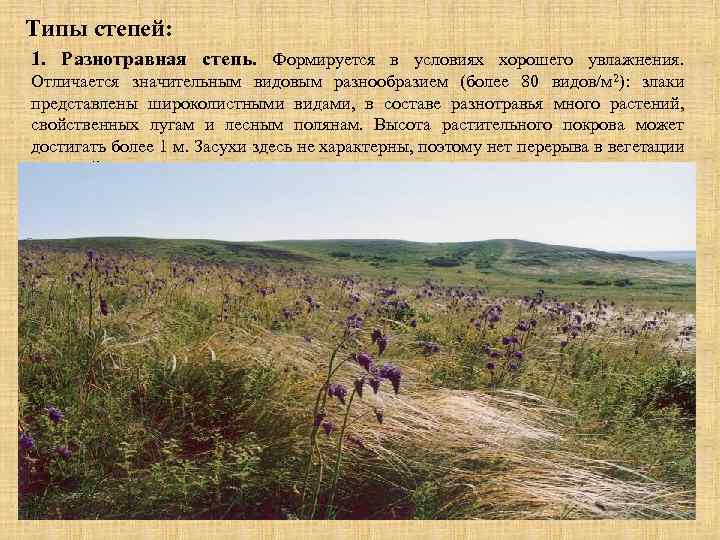 Типы степей: 1. Разнотравная степь. Формируется в условиях хорошего увлажнения. Отличается значительным видовым разнообразием