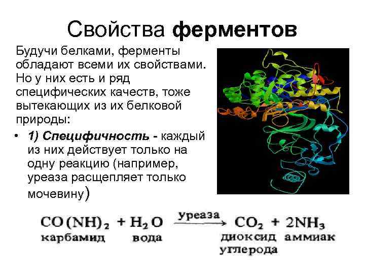 Свойства белков ферментов. Белки ферменты биохимия. Белковая структура фермента. Биохимическая роль ферментов.