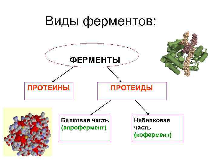 Растения состоят из веществ. Виды ферментов. Ферменты и их роль в организме.