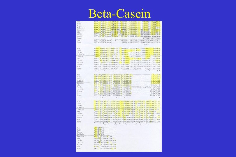 Beta-Casein 