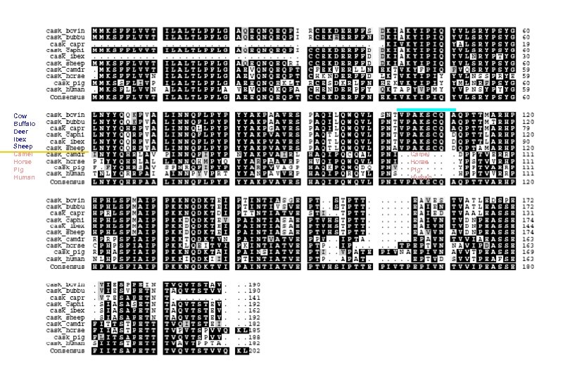 Cow Buffalo Deer Ibex Sheep Camel Horse Pig Human 