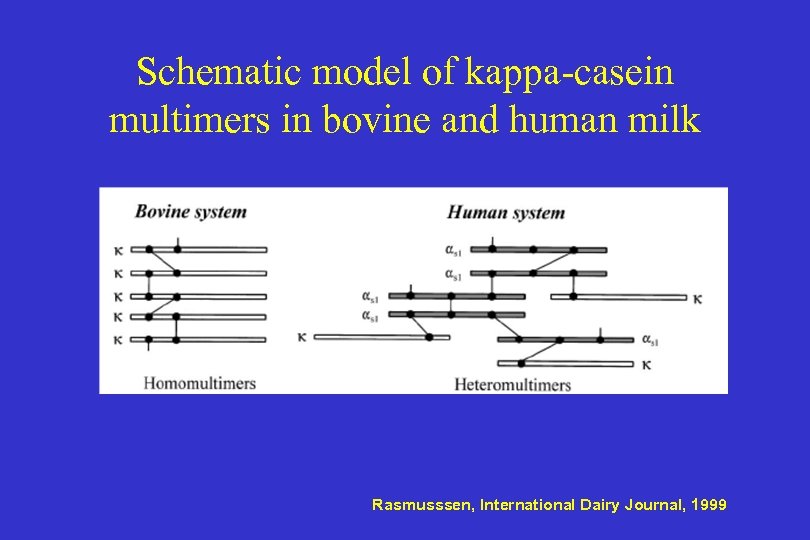 Schematic model of kappa-casein multimers in bovine and human milk Rasmusssen, International Dairy Journal,