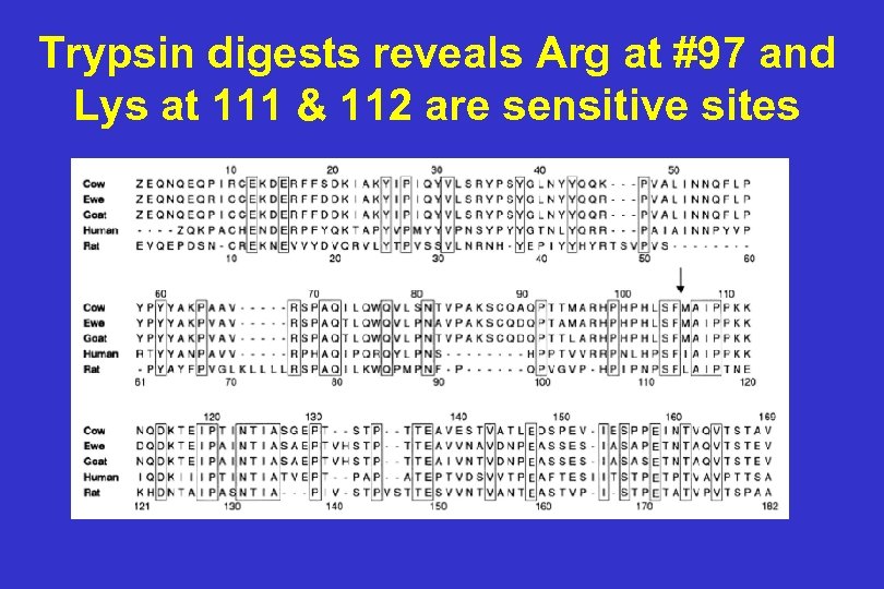 Trypsin digests reveals Arg at #97 and Lys at 111 & 112 are sensitive