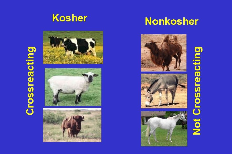 Not Crossreacting Kosher Nonkosher 