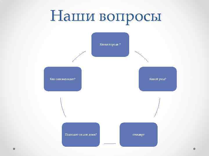 Наши вопросы Какая порода ? Как они выглядят? Подходит он для дома? Какой уход?