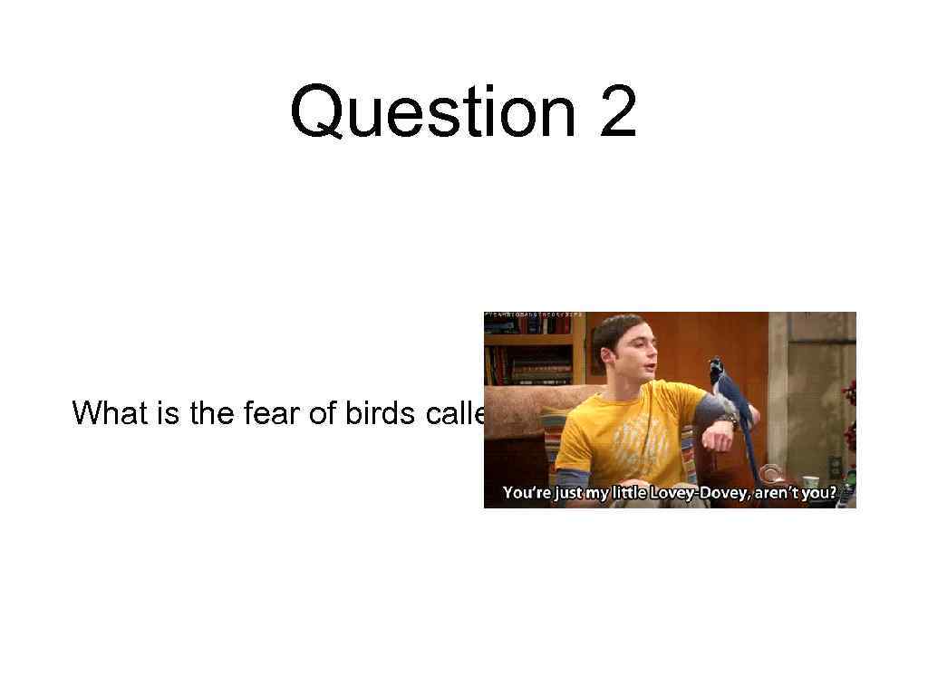 Question 2 What is the fear of birds called? 