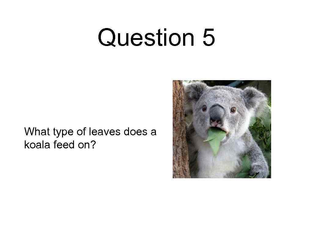 Question 5 What type of leaves does a koala feed on? 