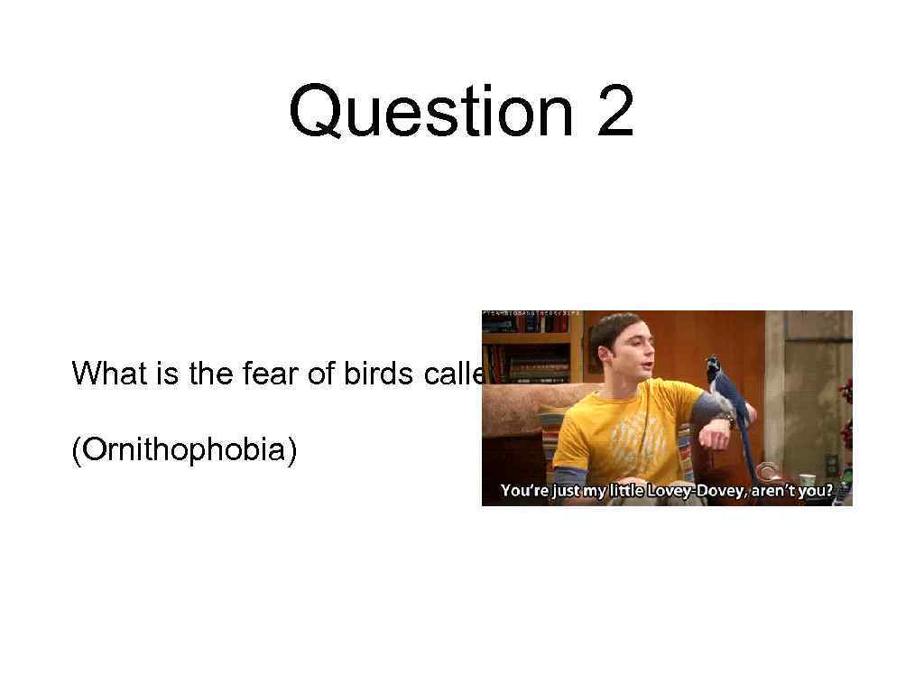 Question 2 What is the fear of birds called? (Ornithophobia) 