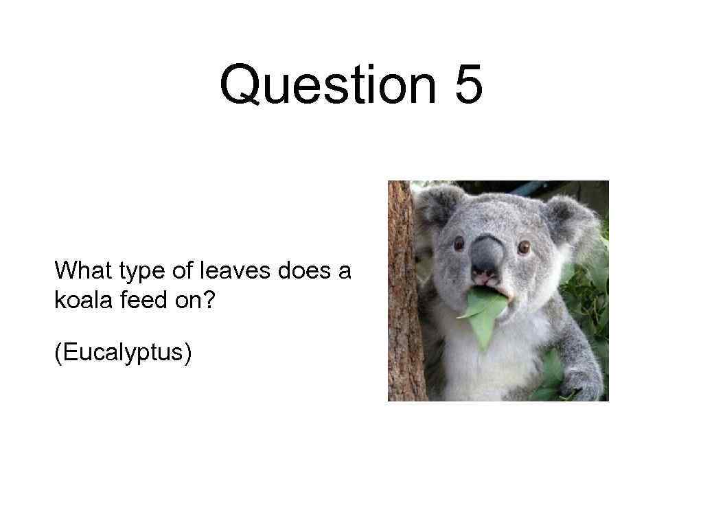 Question 5 What type of leaves does a koala feed on? (Eucalyptus) 