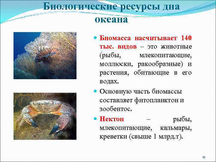 Биологические ресурсы дна океана Биомасса насчитывает 140 тыс. видов – это животные (рыбы, млекопитающие,