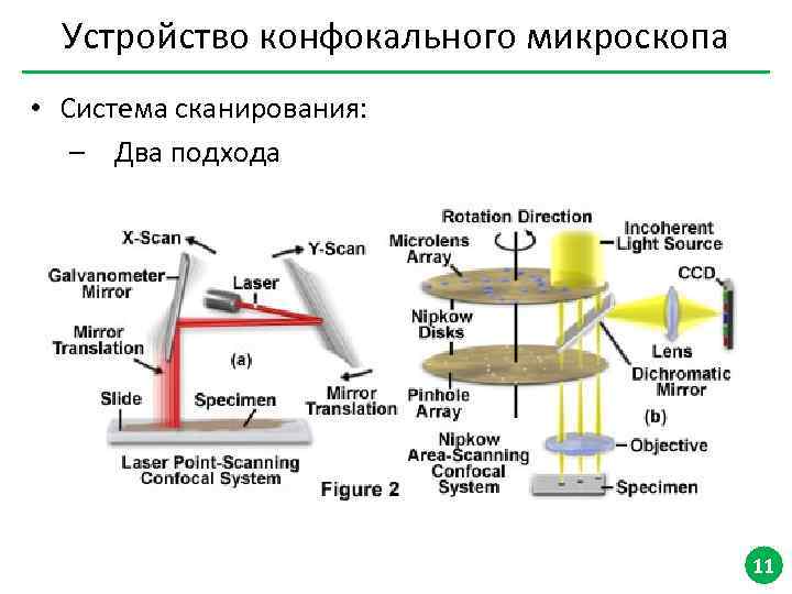 Устройство конфокального микроскопа • Система сканирования: – Два подхода 11 