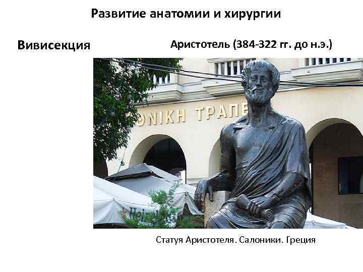 Развитие анатомии и хирургии Вивисекция Аристотель (384 -322 гг. до н. э. ) Статуя