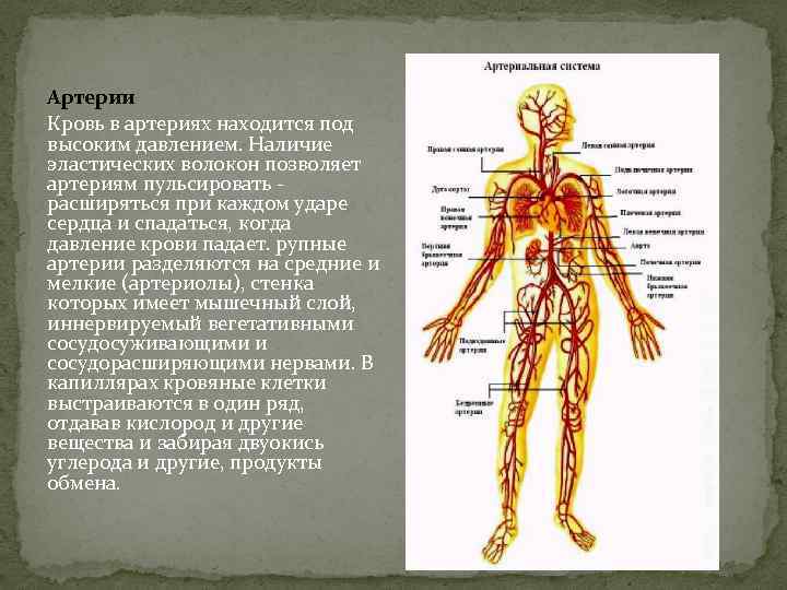 Артерии Кровь в артериях находится под высоким давлением. Наличие эластических волокон позволяет артериям пульсировать