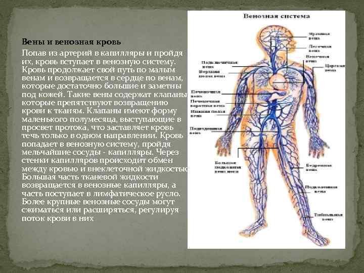 Вены и венозная кровь Попав из артерий в капилляры и пройдя их, кровь вступает