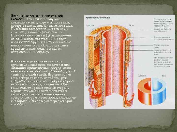 Движение вен в значительной степени обусловлено тонусом скелетных мышц, окружающих вены, которые сокращаясь (1)