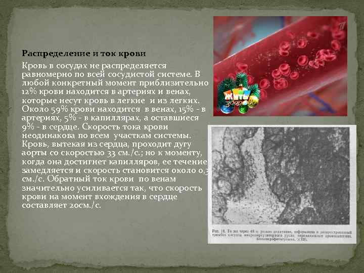 Распределение и ток крови Кровь в сосудах не распределяется равномерно по всей сосудистой системе.