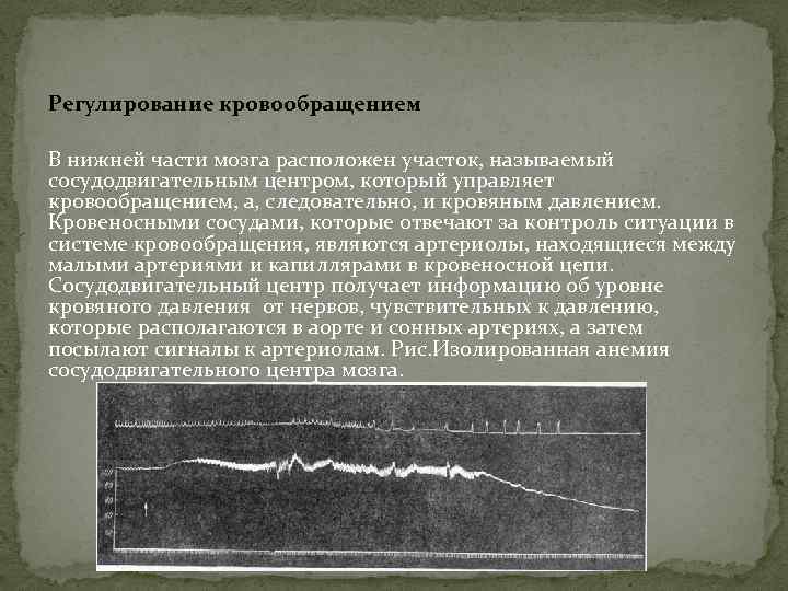 Регулирование кровообращением В нижней части мозга расположен участок, называемый сосудодвигательным центром, который управляет кровообращением,