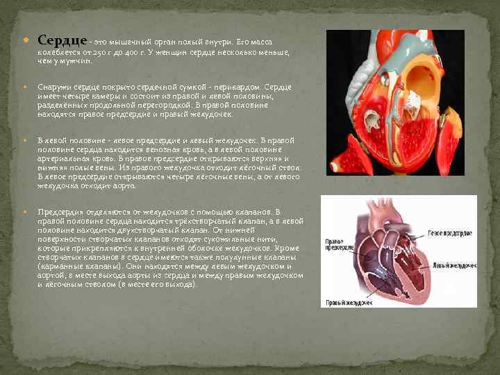  Сердце это мышечный орган полый внутри. Его масса колеблется от 250 г до