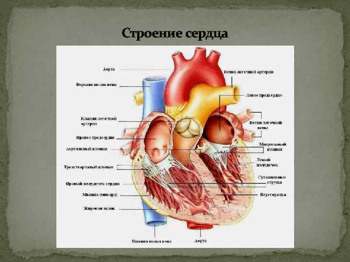 Строение сердца 