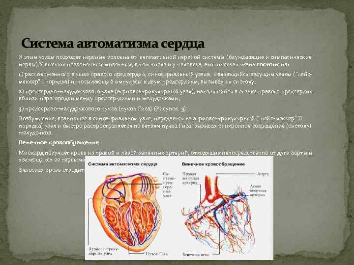 Нервная система сердца