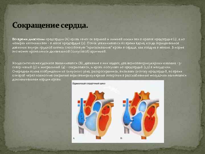 Сокращение сердца. Во время диастолы предсердия (А) кровь течет от верхней и нижней полых