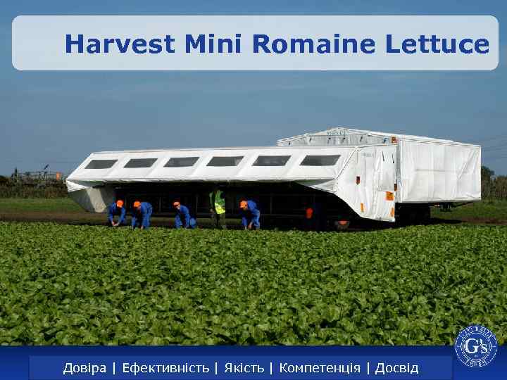 Harvest Mini Romaine Lettuce Trust | Efficiency | Довіра | Ефективність | Якість |Quality