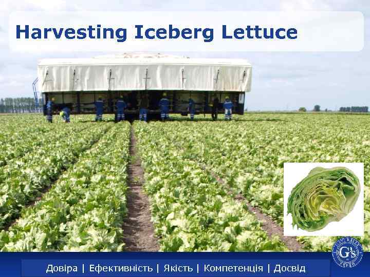 Harvesting Iceberg Lettuce Trust | Efficiency | Довіра | Ефективність | Якість |Quality |