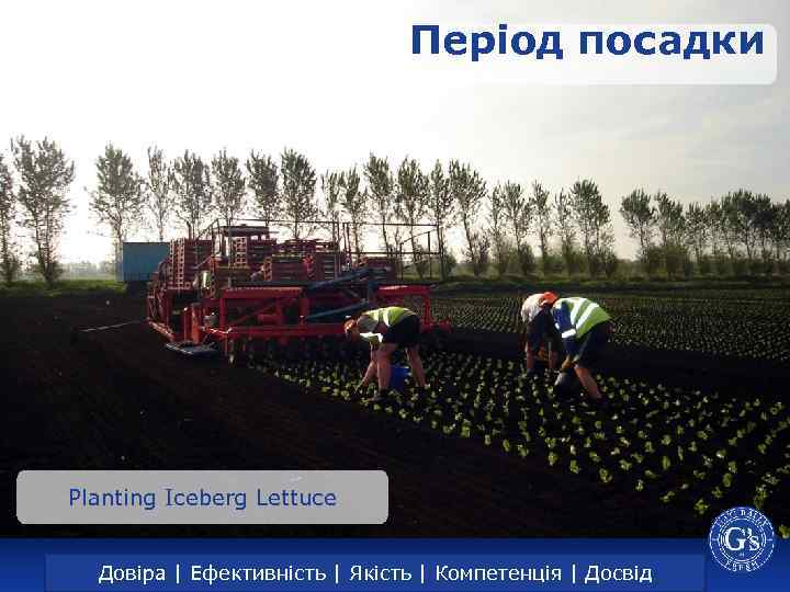 Період посадки Planting Iceberg Lettuce Trust | Efficiency | Довіра | Ефективність | Якість