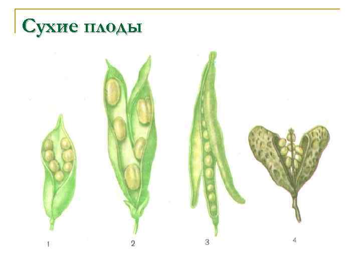 Рассмотрите рисунок генеративные органы злаков и выполните задания 9 и 10