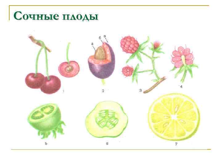 Генеративные органы рисунок. Плод это генеративный орган. Настоящий сочный плод. Генеративные органы растений плод. Цветки плоды и семена органы.