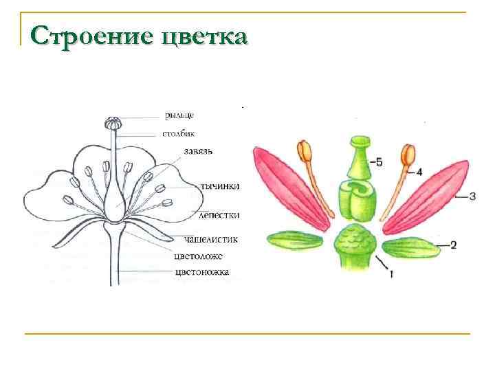 Генеративная часть цветка. Строение генеративных органов растений. Строение и функции генеративных органов растений. Строение цветка растения. Строение главных органов цветка.