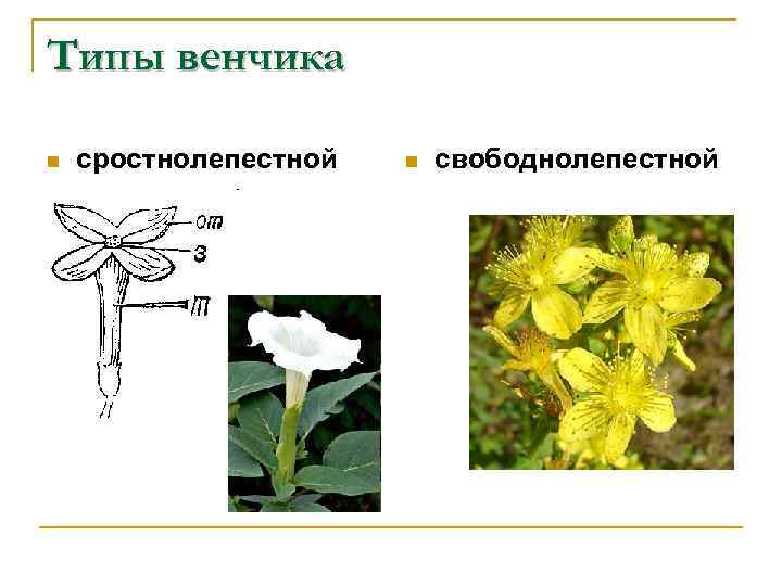 Типы венчика n сростнолепестной n свободнолепестной 