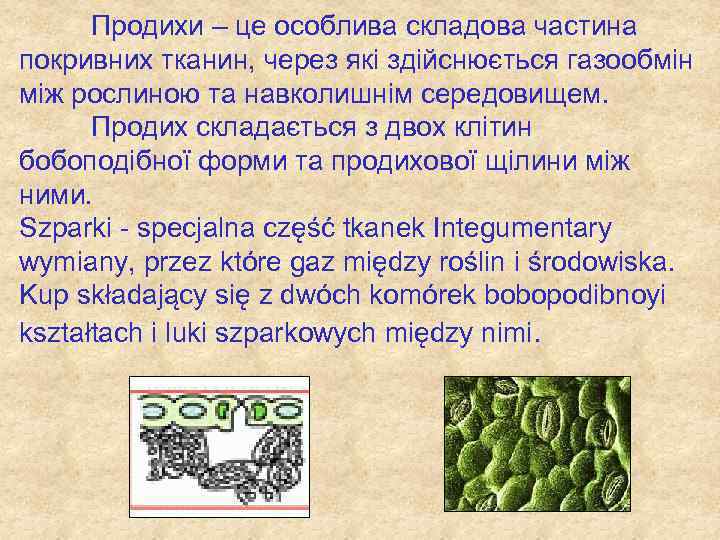 Продихи – це особлива складова частина покривних тканин, через які здійснюється газообмін між рослиною