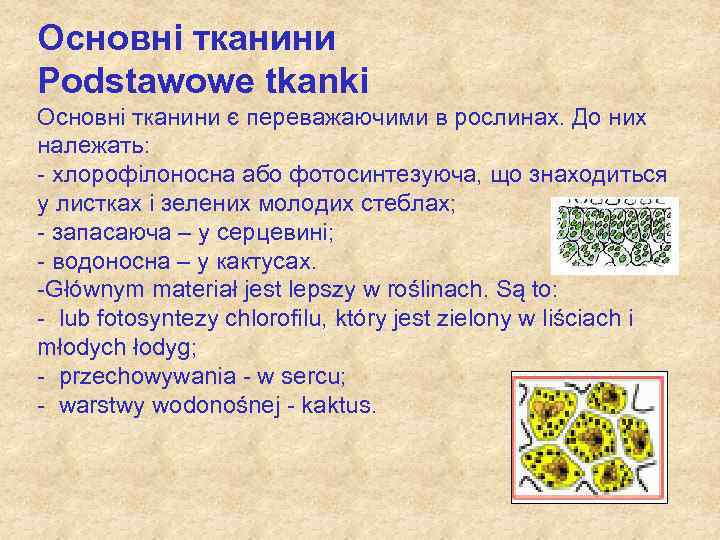 Основні тканини Podstawowe tkanki Основні тканини є переважаючими в рослинах. До них належать: -