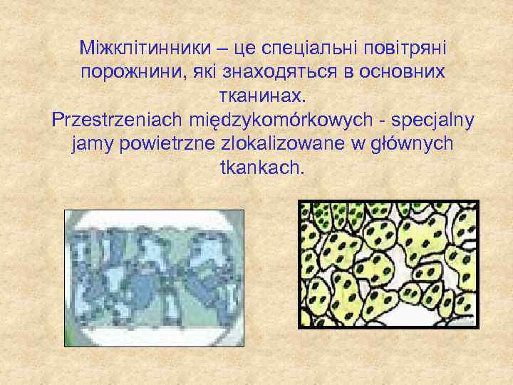 Міжклітинники – це спеціальні повітряні порожнини, які знаходяться в основних тканинах. Przestrzeniach międzykomórkowych -