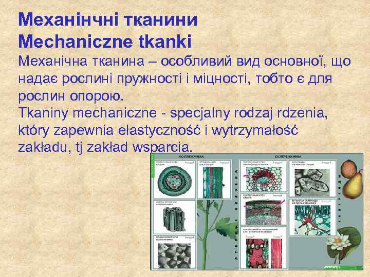 Механінчні тканини Mechaniczne tkanki Механічна тканина – особливий вид основної, що надає рослині пружності