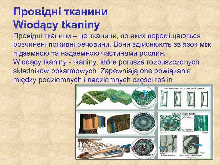 Провідні тканини Wiodący tkaniny Провідні тканини – це тканини, по яких переміщаються розчинені поживні