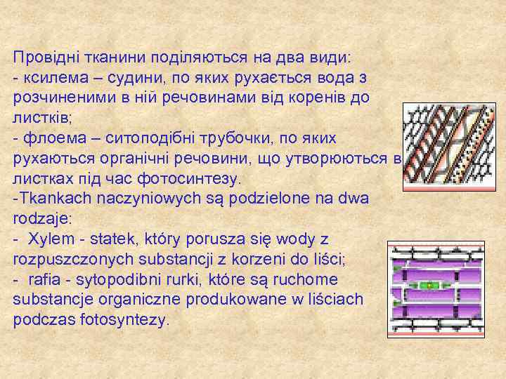 Провідні тканини поділяються на два види: - ксилема – судини, по яких рухається вода