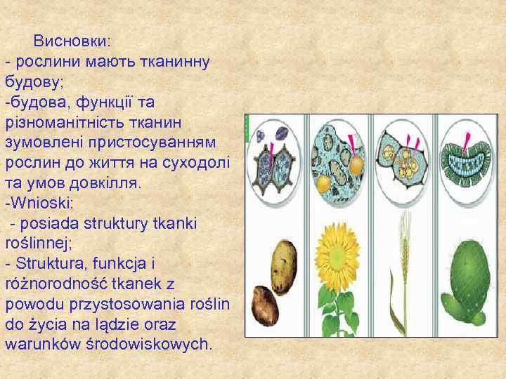  Висновки: - рослини мають тканинну будову; -будова, функції та різноманітність тканин зумовлені пристосуванням