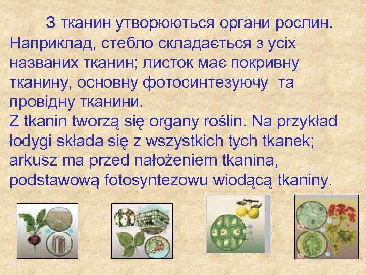 З тканин утворюються органи рослин. Наприклад, стебло складається з усіх названих тканин; листок має