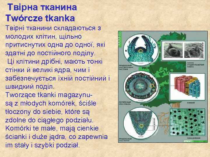 Твірна тканина Twórcze tkanka Твірні тканини складаються з молодих клітин, щільно притиснутих одна до